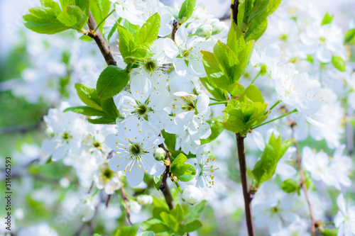 Dekoracja na wymiar  biale-jablko-kwiaty-piekne-kwitnace-jablonie-tlo-z-kwitnacych-kwiatow-na-wiosne