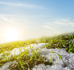 green spring grass push through melted snow, spring natural background