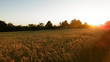 Sonnenuntergang auf einem Feld 