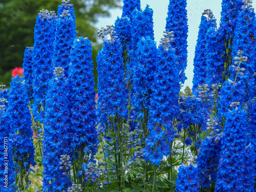 Fotografía Tall blue flower spikes of Delphinium Faust in a summer garden