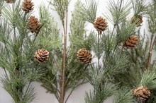Closeup Of Fir Branches With Acorns On A White Surface