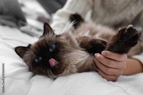 Cuadros en Lienzo Woman playing with her cute Balinese cat on bed at home, closeup