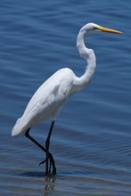 White Great Egret With A Long Beak In A Sea Under Sunlight With A Blurry Background