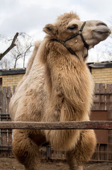 Yellow camel in the zoo corral