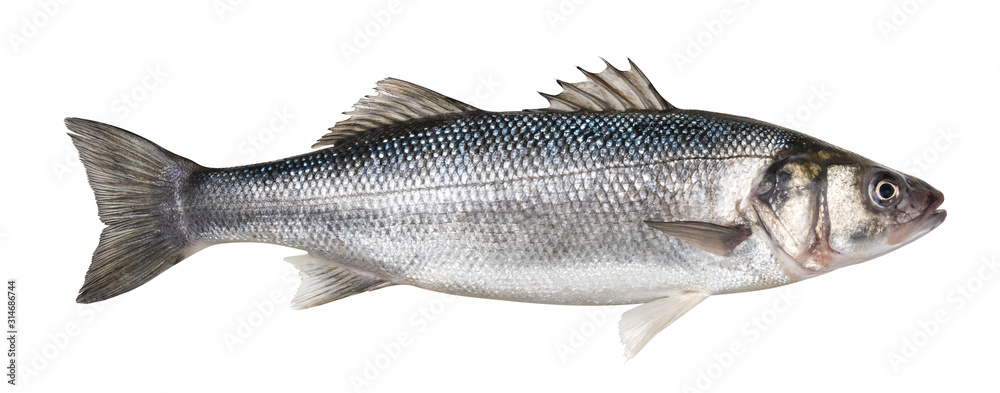 One fresh sea bass fish isolated on white background - obrazy, fototapety, plakaty 