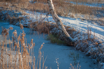 Wall Mural - Winter landscape with birch on the shore of a frozen pond on a sunny day