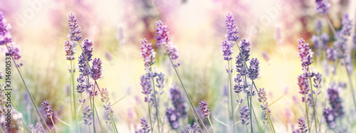 Photo Selective and soft focus on lavender, flowering lavender flowers in garden