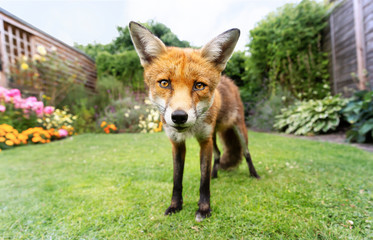 Wall Mural - Red fox standing on the green grass in the garden