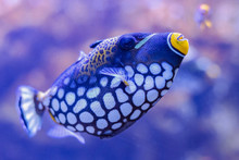 Colorful Sea Fish In Aquarium