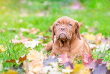 Dogue De Bordeaux Puppy Lies In Autumn Park. Empty Space For Text