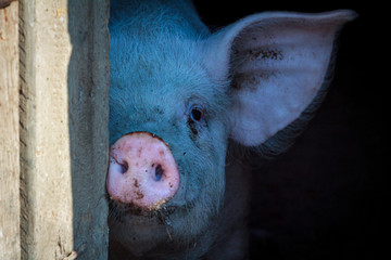 A large pig's head close-up on a pig farm