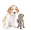 Playful kitten with beagle puppy. isolated on white background