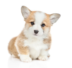 Wall Mural - Portrait of a cute Pembroke Welsh Corgi puppy. isolated on white background