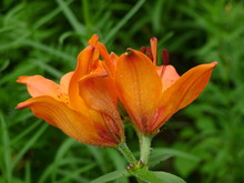  Two Orange Lily In The Garden