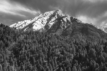 Grayscale Landscape Shot Of A Himalayan Mountain Towering Over The Pine Forest In The Village Of Chitkul In Kinnaur, India.