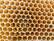 © Moumi - honeycomb with bees and honey