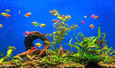Freshwater aquarium with colorful fishes