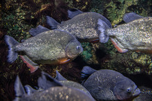 Red Bellied Piranha Swimming In A School