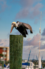Pelican Poised For Flight On Top Of Piling At Dock