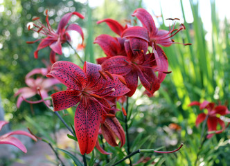 Beautiful cherry lilies bloom in summer