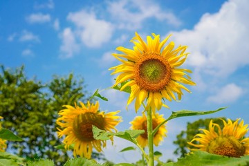 Big yellows sunflowers with blue sky. sunflower field blooming during sunny day. natural background.Close-up of beautiful flowers with blurred background.