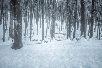  新潟県 美人林 雪景色