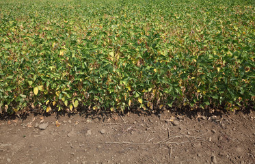 Wall Mural - Soybean field in summer