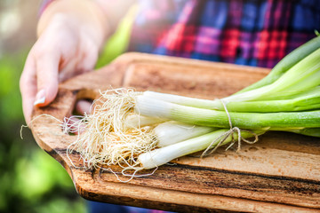 Wall Mural - Fresh young onion on wooden cut board in woman farmer hands.