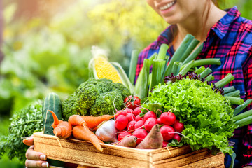 Farmer woman holding wooden box full of fresh raw vegetables. Basket with vegetable (cabbage, carrots, cucumbers, radish, corn, garlic and peppers) in the hands.