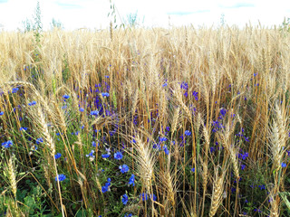 cornflowers on the field