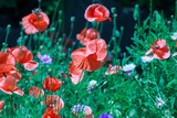 Fototapeta Maki - summer meadow with red poppies Field of wild of different colored species red purple yellow growing outdoors in a natural environment under the open sky