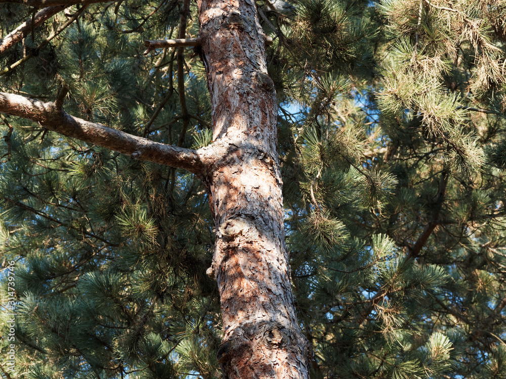 (Pinus sylvestris) Braunrote Borke der Waldkiefer mit tiefrissige ...
