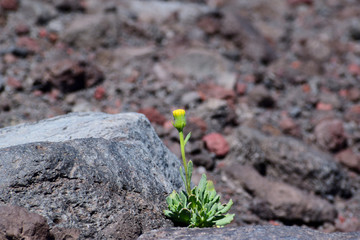 lonely flower