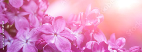 Springtime bunches of lilac blossoms on branches