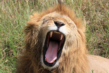 Yawning Lion In Maasai Mara, Kenya