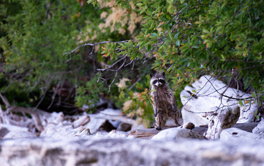 raccoon looking at camera on the beach in the gulf islands of british columbia