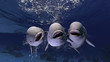 Group of happy melonhead beluga whales swimming and posing to the underwater photographer 3d rendering
