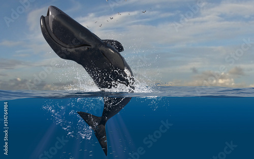 Cuadros en Lienzo Bowhead whale reverse breaching and jumping while half is underwater diving in d