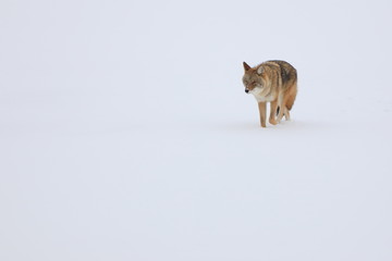 Coyote isolated on a snowy frozen river