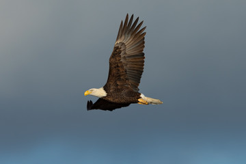 Poster - Closeup of a bald eagle flying against cloudy sky, seen in the wild in  North California