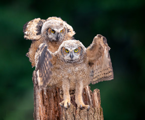 Fototapete - A couple of great horned owl babies