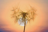 Fototapeta Dmuchawce - dandelion with drops of water against the sky and the setting sun