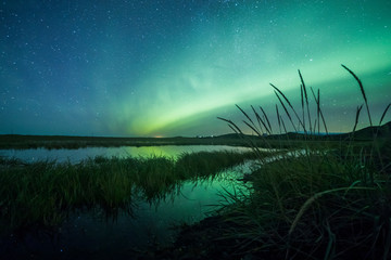 Wall Mural - Aurora Borealis (Northern Lights) above a lake with reeds