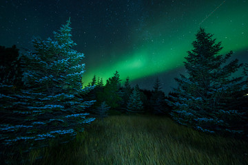 Wall Mural - Aurora Borealis (Northern Lights) above gras and trees