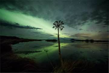 Wall Mural - Aurora Borealis (Northern Lights) above a reed flower