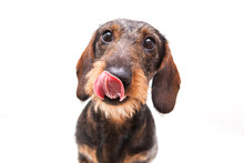 Portrait Of A Dachshund On A White Background.  The Hunting Dog Looks At The Camera And Licks, Isolate.