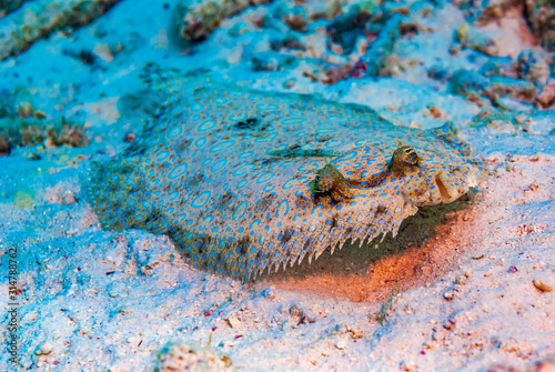Fotografía Closeup of Peacock Flounder resting on seabed
