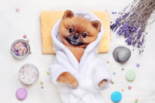 Spitz Dressed In Bathrobe Laying At The SPA Procedures Top View