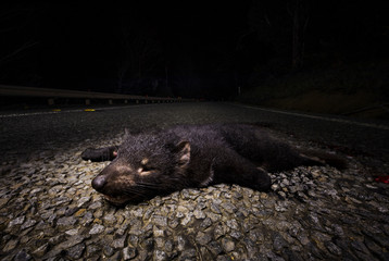 tasmanian devil roadkill on asphalt