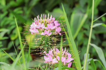 Close up pink flower and leaf on blur background